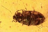 Fossil Marsh Beetle on Spider Web and Two Caddisflies in Baltic Amber #273265-1